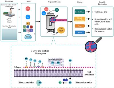 Perspective on the use of methanogens in lithium recovery from brines